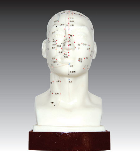 Head Acupuncture model