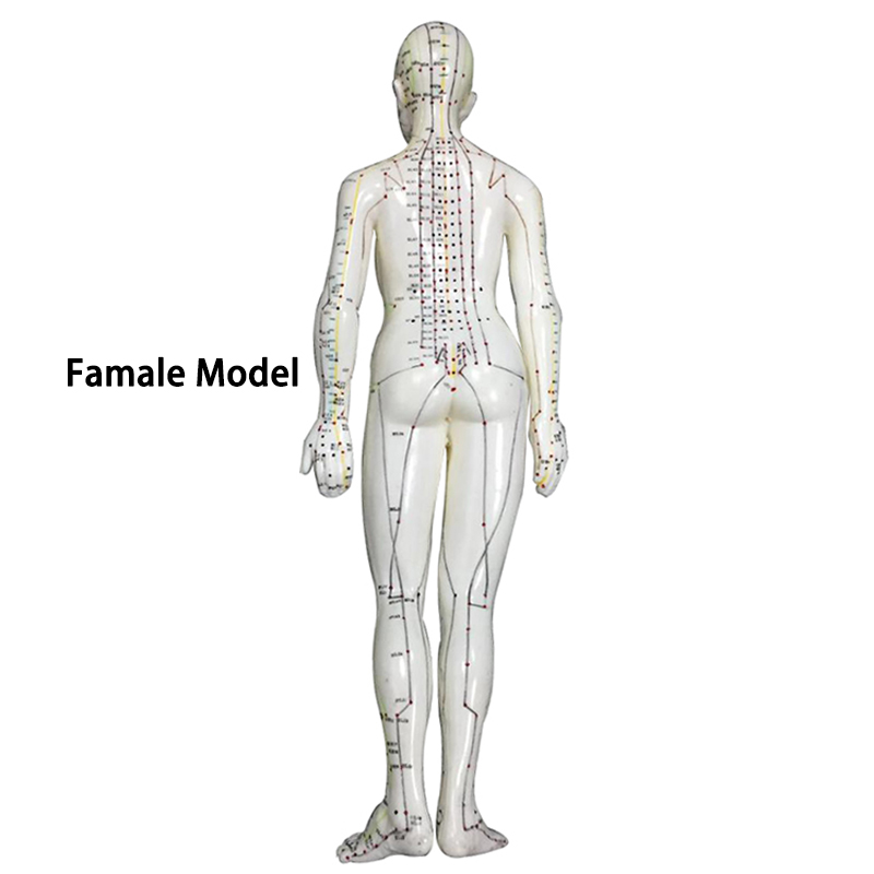 Body Acupuncture Model Soft Flexible Famale Model 48cm Acupuncture Point Model