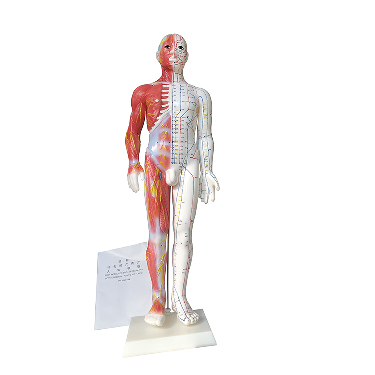 60cm Acupuncture And Muscle Model Male Model